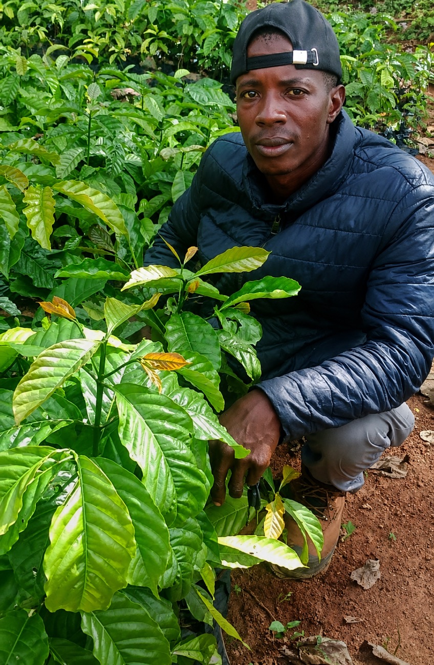 A community worker kneeling beside young coffee and cocoa plants in the nursery