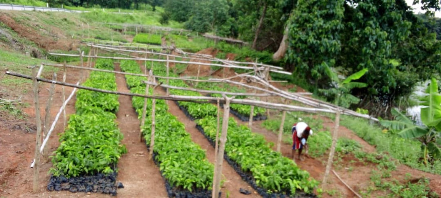 Long nursery beds of seedlings tended by a community worker