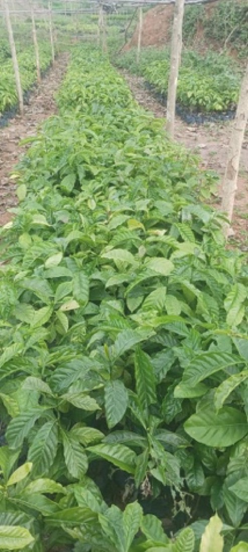Rows of young plants growing in the community nursery